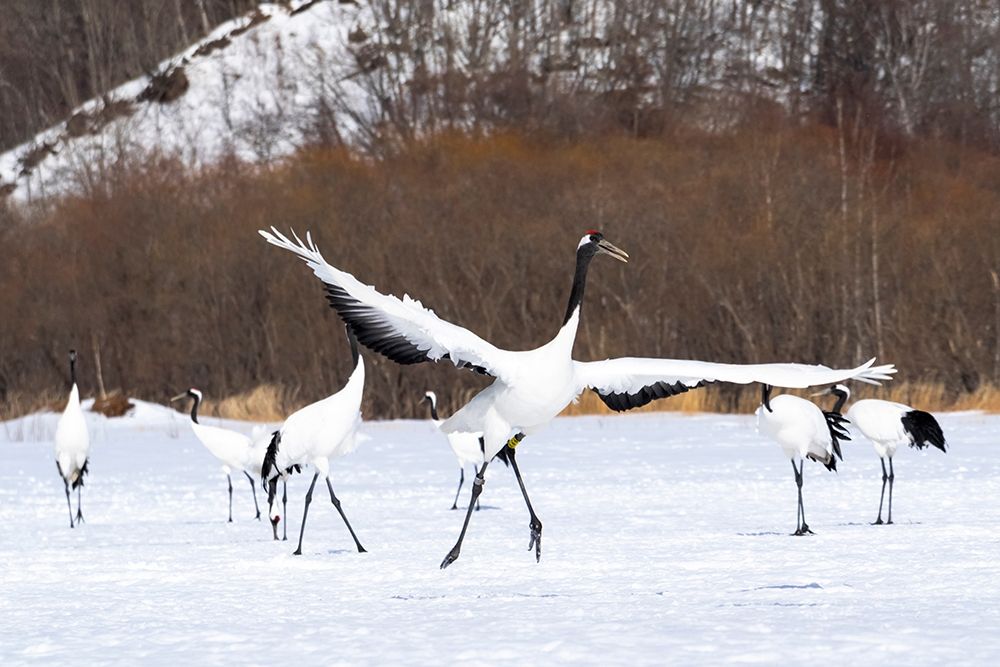Japan-Hokkaido-Kushiro-Tsuri- A red-crowned crane dances while the rest of the group looks on